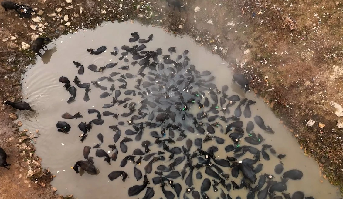 Mandaların kaplıca keyfi havadan görüntülendi
