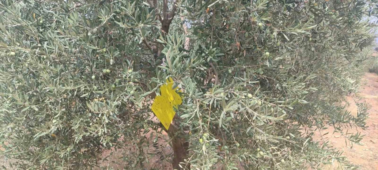 Manisa’da zeytin sineğine karşı ilaçlama çağrısı
