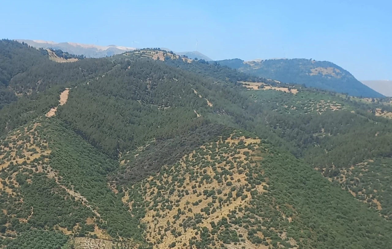 Manisa’daki orman yangını 2 saatte söndürüldü
