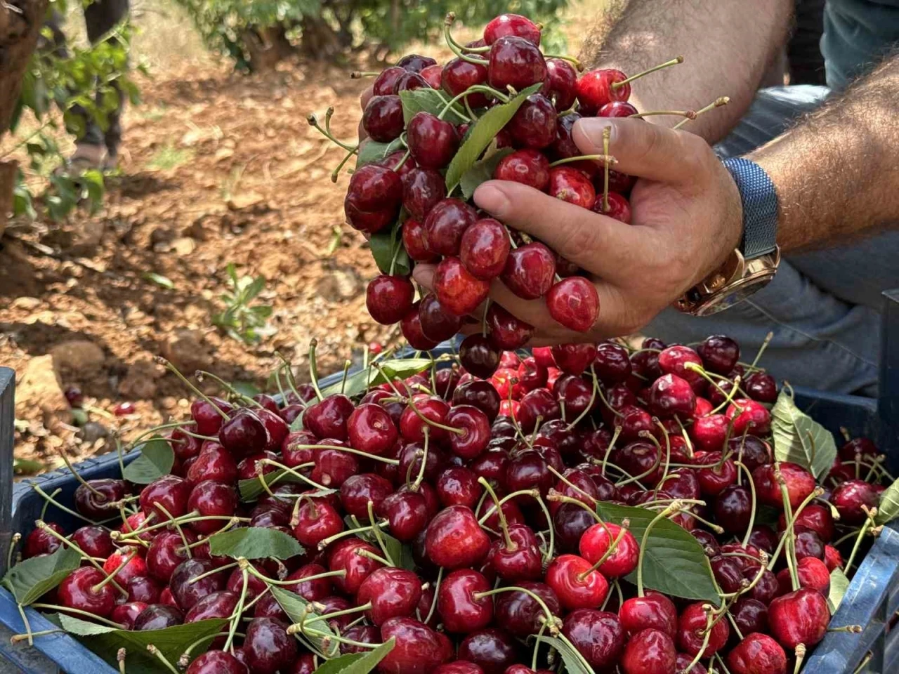 Mardin’de 17. Napolyon Kirazı Festivali düzenlendi
