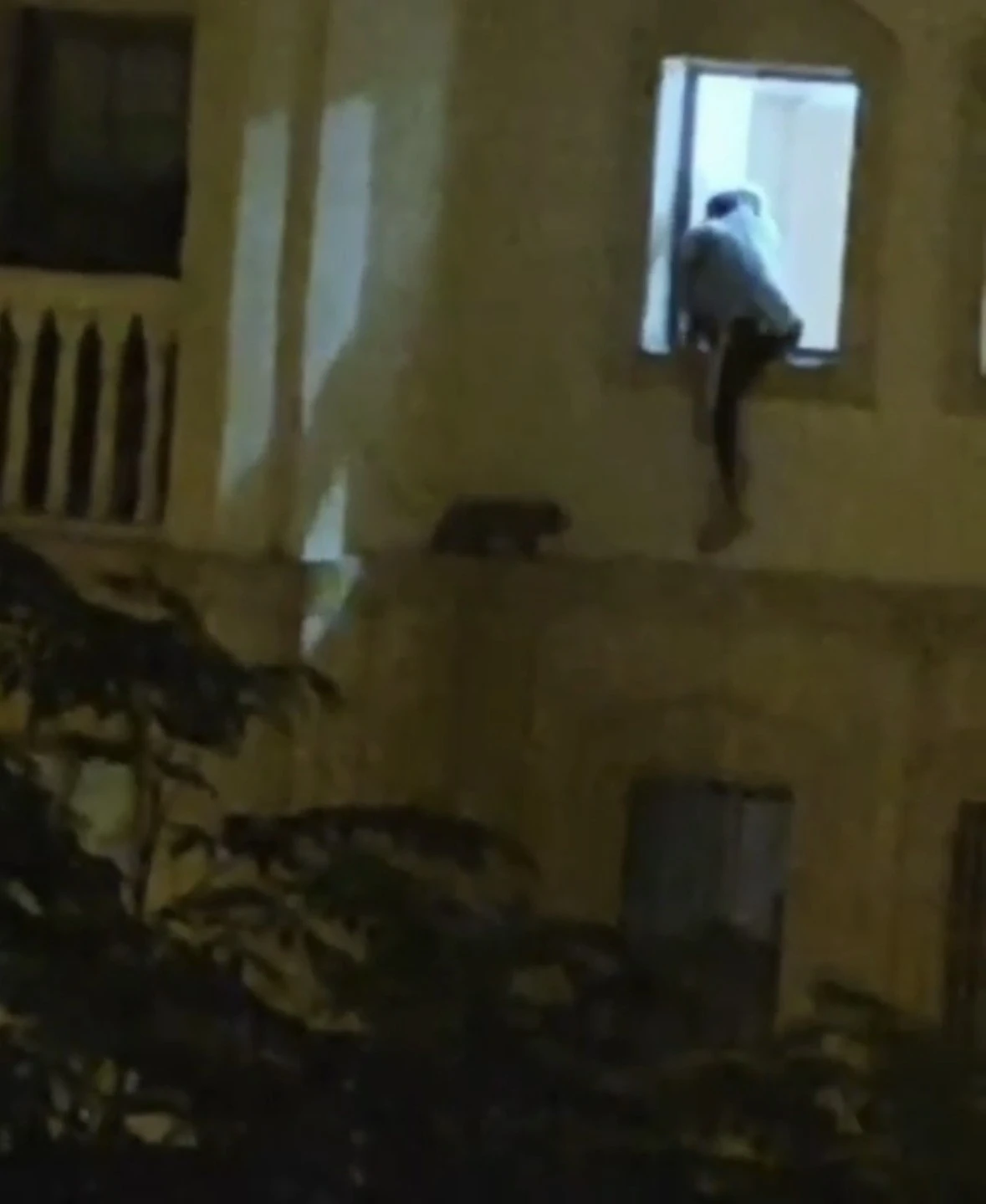 Mardin&rsquo;de mahsur kalan kedi kurtarıldı
