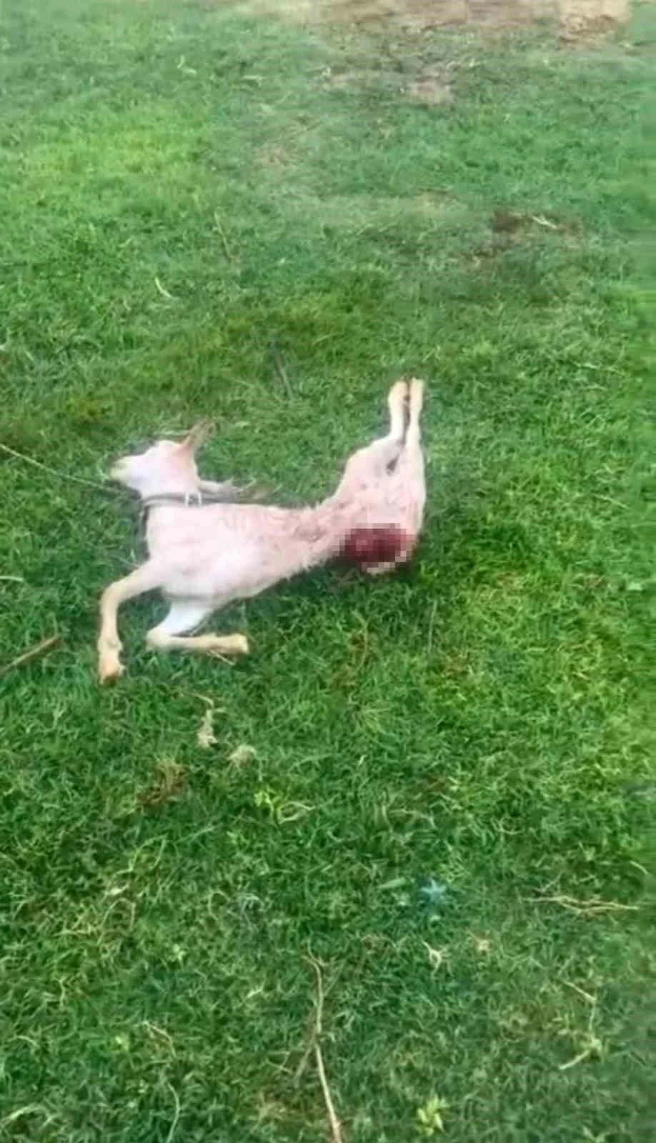 Mardin’de sokak köpekleri iki keçiyi telef etti
