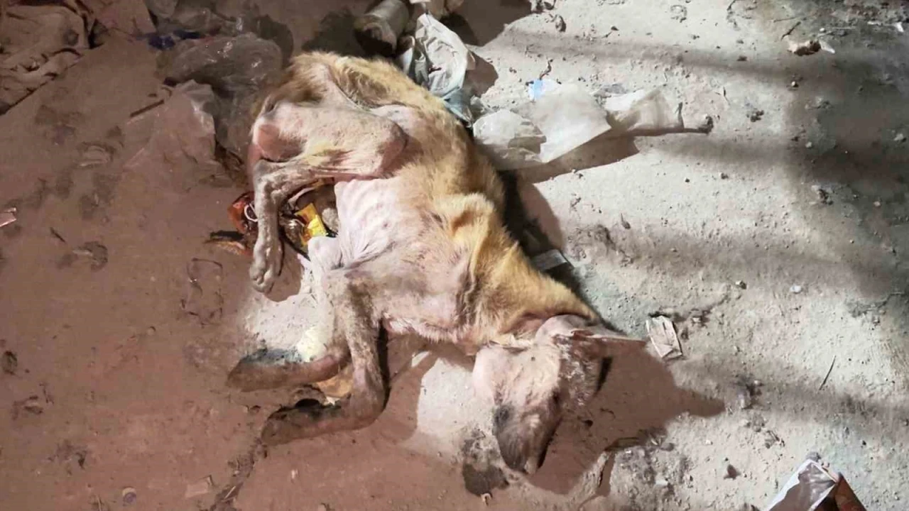 Mardin’de telef olmak üzere bulunan köpek tedavi altına alındı
