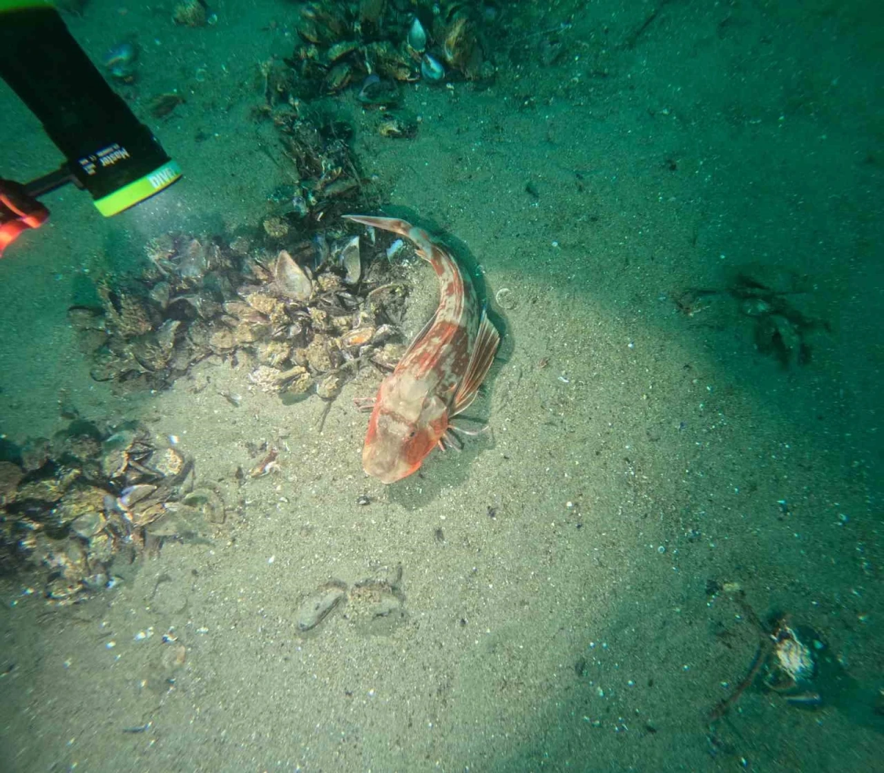 Marmara Denizi’nin ekolojik yapısı mercek altında
