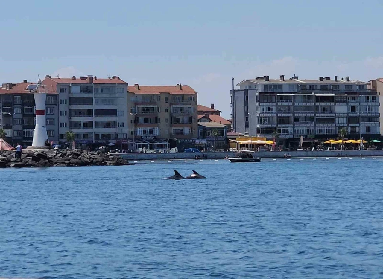 Marmara&rsquo;nın s&uuml;rpriz misafirleri: İki yunus teknenin yanında g&ouml;r&uuml;nt&uuml;lendi
