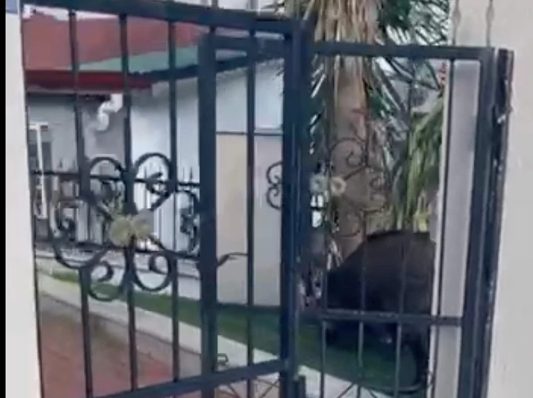 Marmaris Belediyesi&rsquo;ne domuz davası
