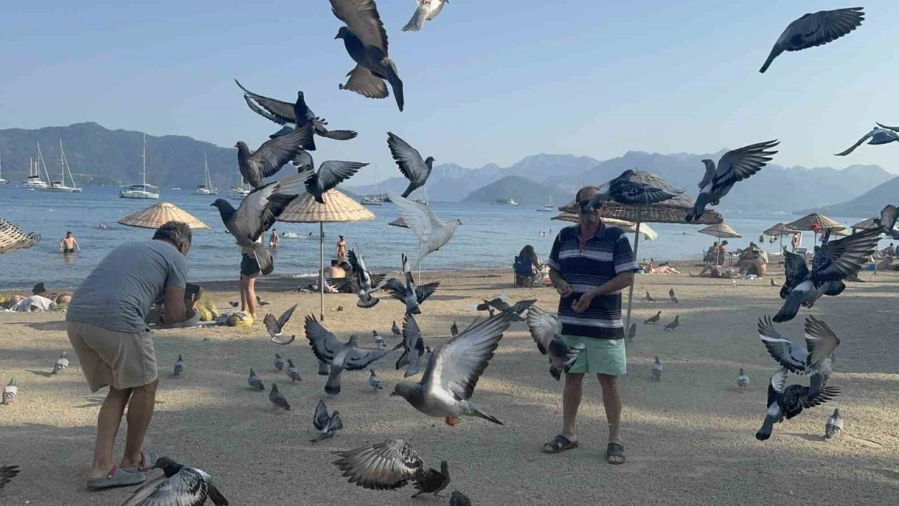 Marmaris Halk Plajı’nın kanatlı müdavimleri