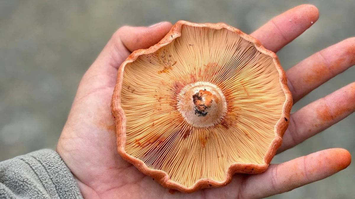 Marmaris mutfaklarında Çıntar mevsimi