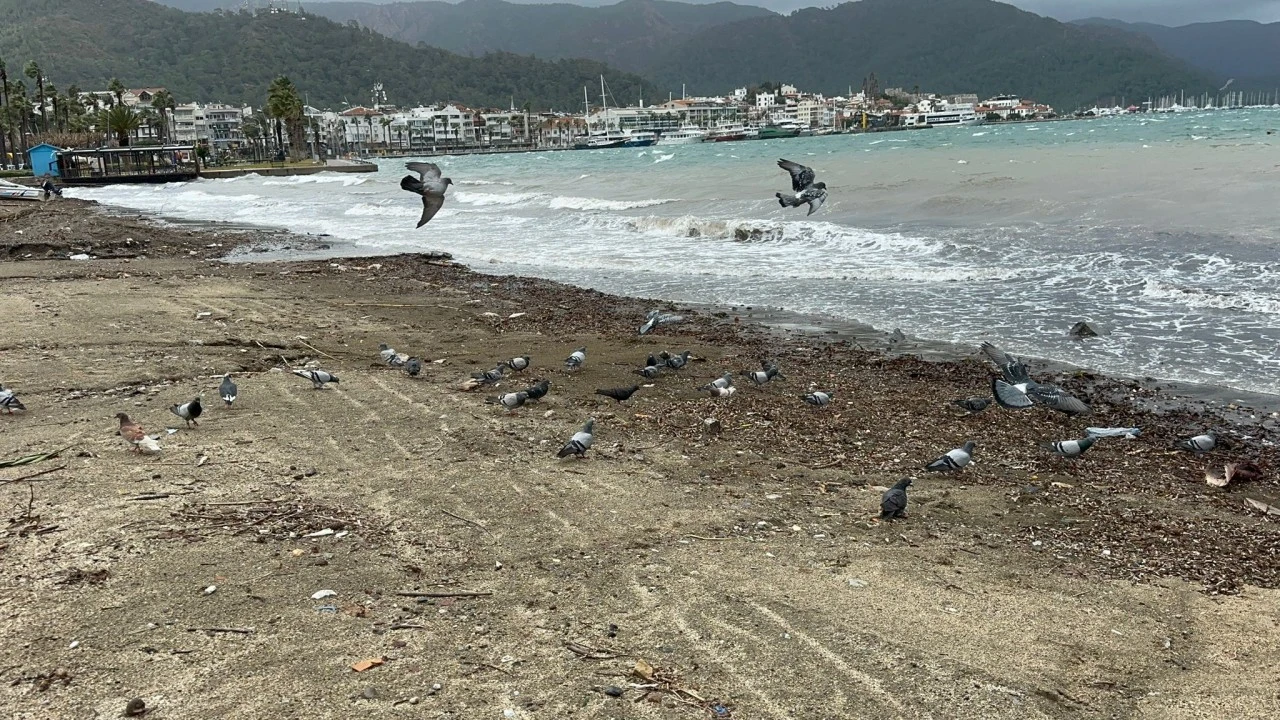 Marmaris Sahillerinin Kış Aylarındaki Sahipleri: G&uuml;vercinler