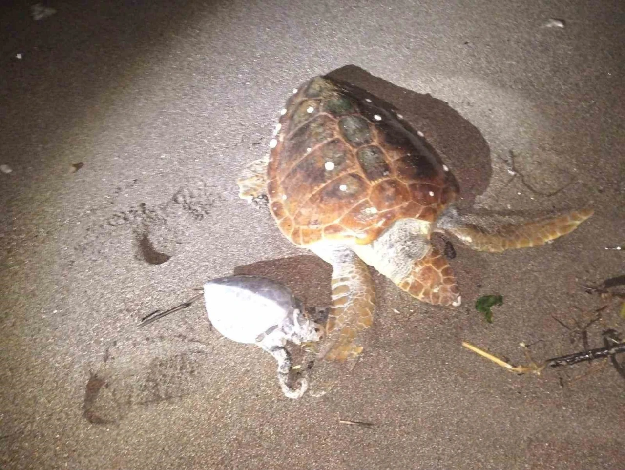 Marmaris&rsquo;te 2 caretta caretta kıyıya vurdu
