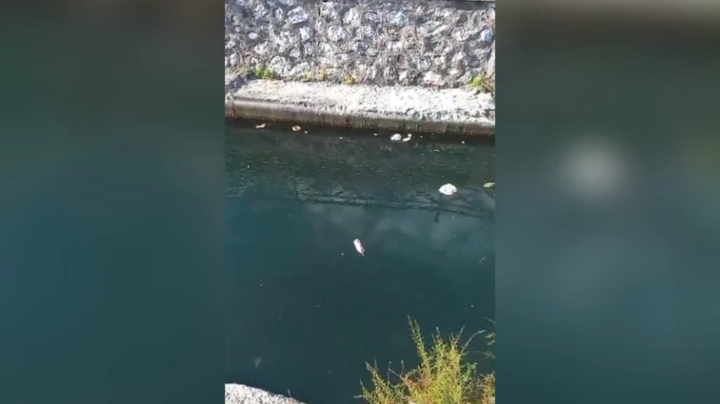 Marmaris’te Derelerde Kirlilik Endişesi Artıyor