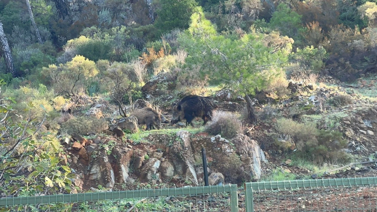 MARMARİS'TE YABAN DOMUZU SORUNU BÜYÜYOR