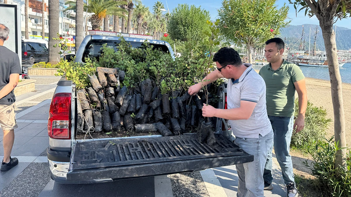 Marmaris’te Geleceğe Nefes İçin Ücretsiz Fidan Dağıtımı Başladı