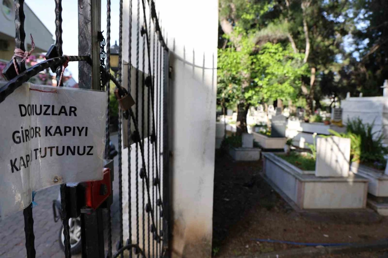 Marmaris'te Domuz İstilası Mezarlıklara Sıçradı