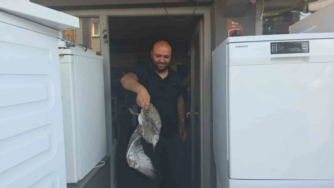Martı yavrusu beyaz eşya tamircisini karıştırdı

