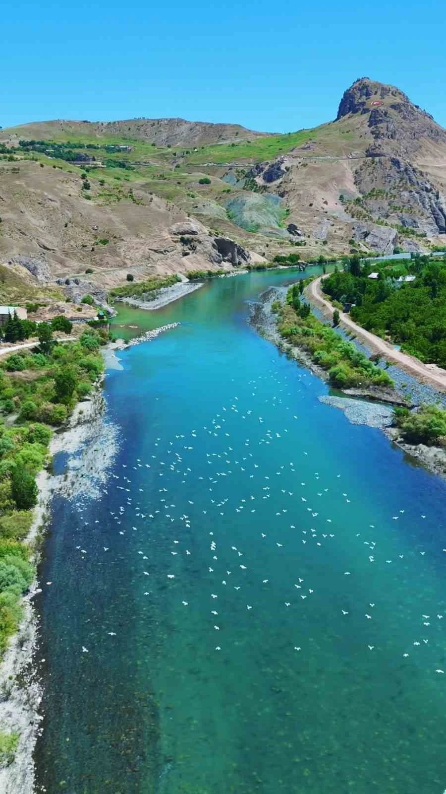 Martılar, Murat Nehri&rsquo;nde g&ouml;rsel ş&ouml;len oluşturdu
