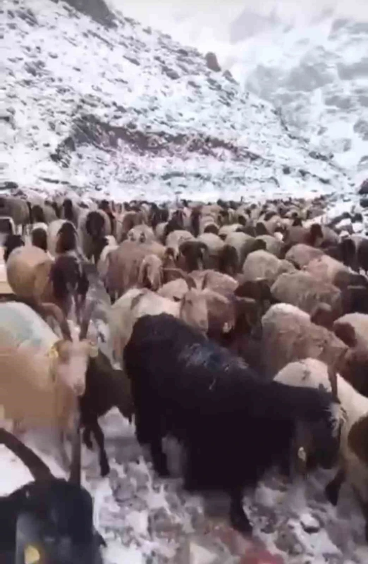 Mayıs ayında kar yağışı: Koyun sürüsü ve güller kar altında kaldı
