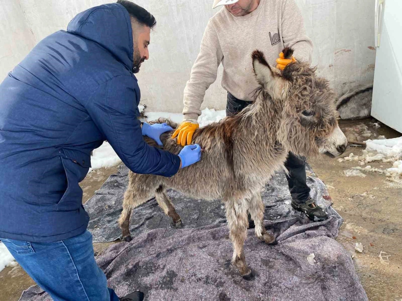 Mazıdağı Belediyesinin "sahip &ccedil;ıkıldı" dediği sıpa sokağa terk edildi
