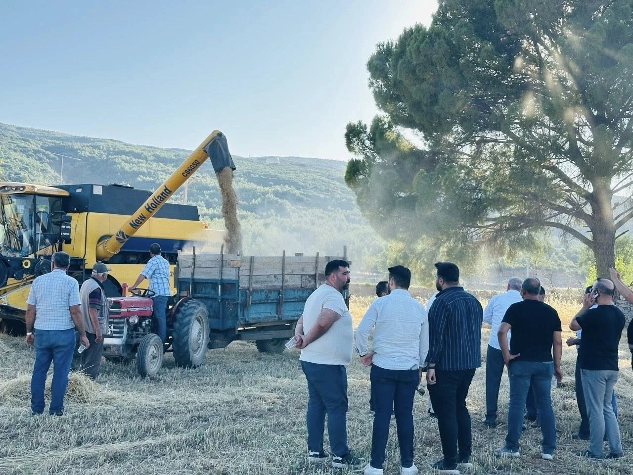 Menteşe'de Buğday Hasadında Sona Gelindi