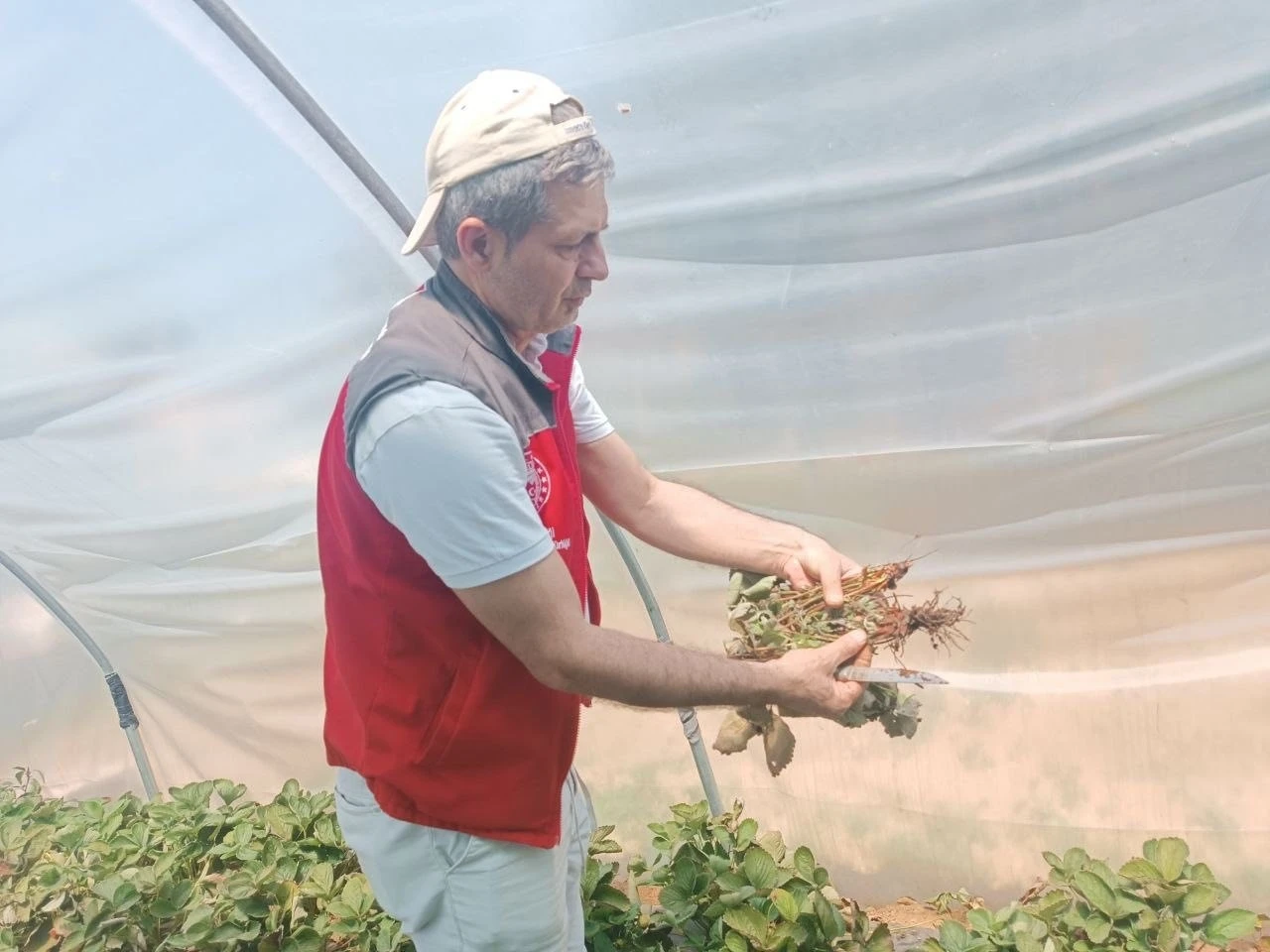 Menteşe’de çiftçilere hastalık ve zararlı kontrolü desteği
