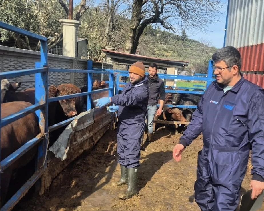 Menteşe&rsquo;de ithal besilik hayvanların sağlık kontrolleri yapıldı
