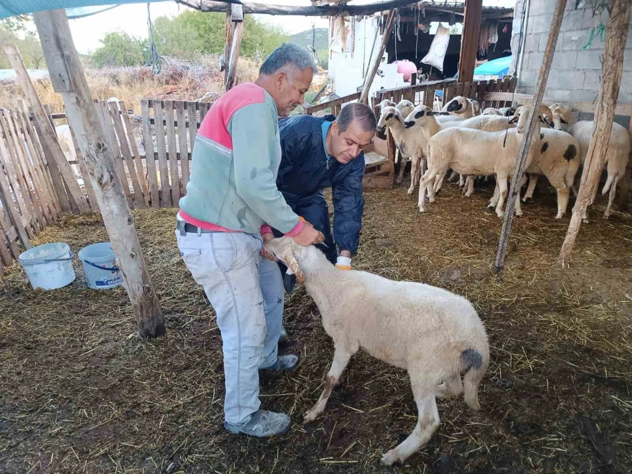 Menteşe’de şap aşısı kampanyası hız kesmiyor
