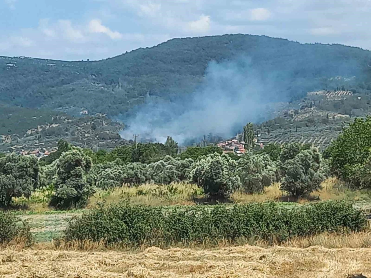 Menteşe’de zeytinlik alanda yangın
