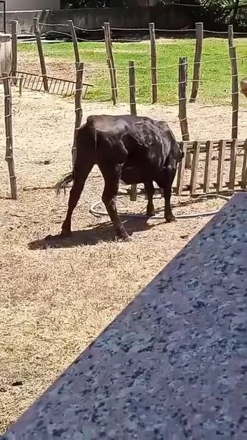 Meraklı ineğin başı sıkıştı
