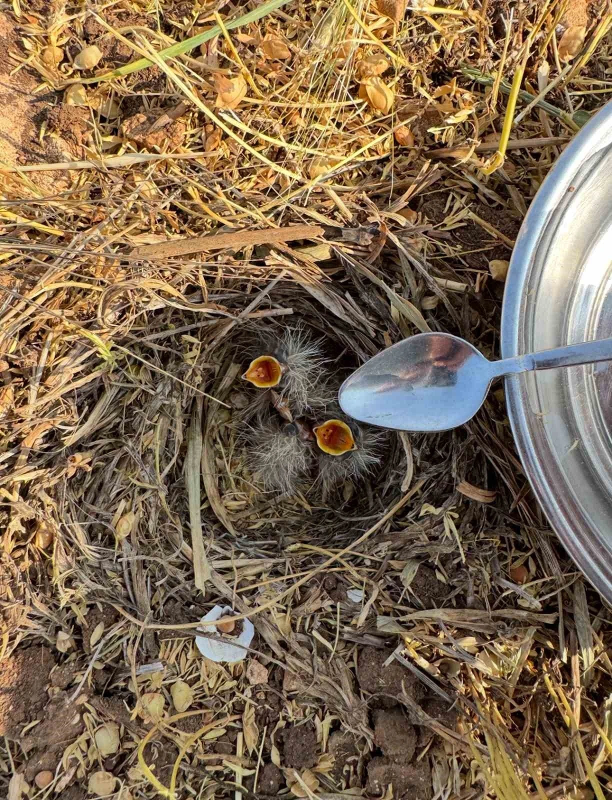 Mercimek tarlasında bulduğu kuş yavrularına kaşıkla su verdi
