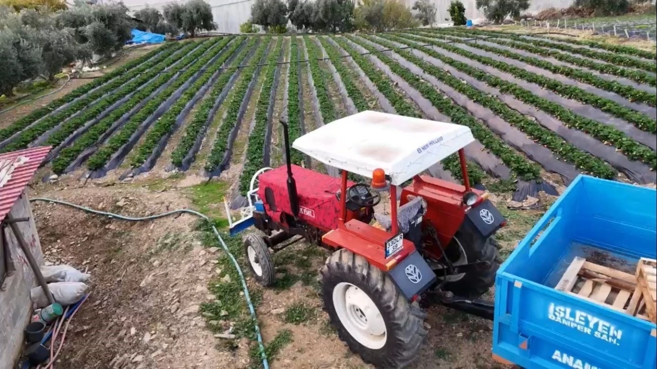 Mersin&rsquo;de &ccedil;ilekte kış hasadı: Bah&ccedil;ede kilogramı 130 TL
