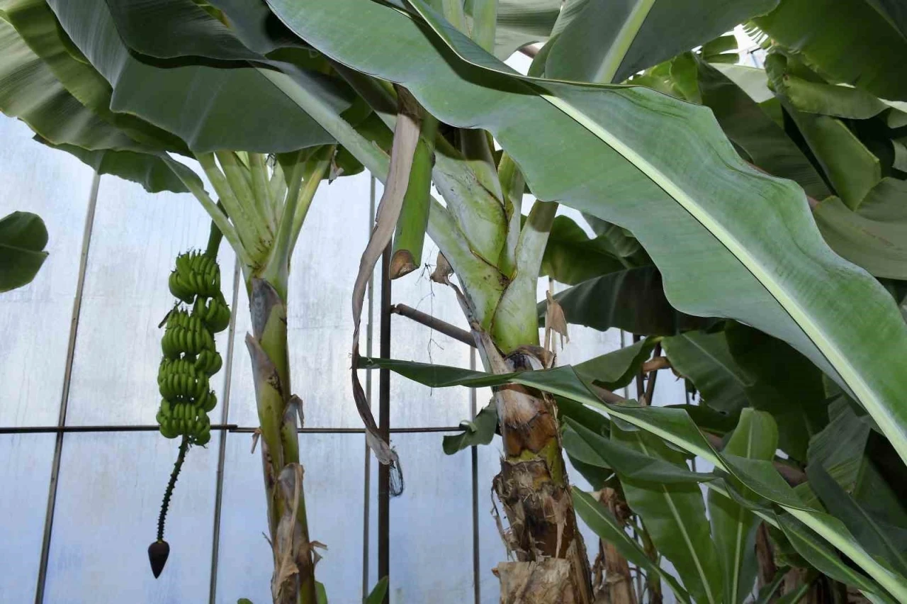 Hırsızlar muz ve avokado hasadı yaptı