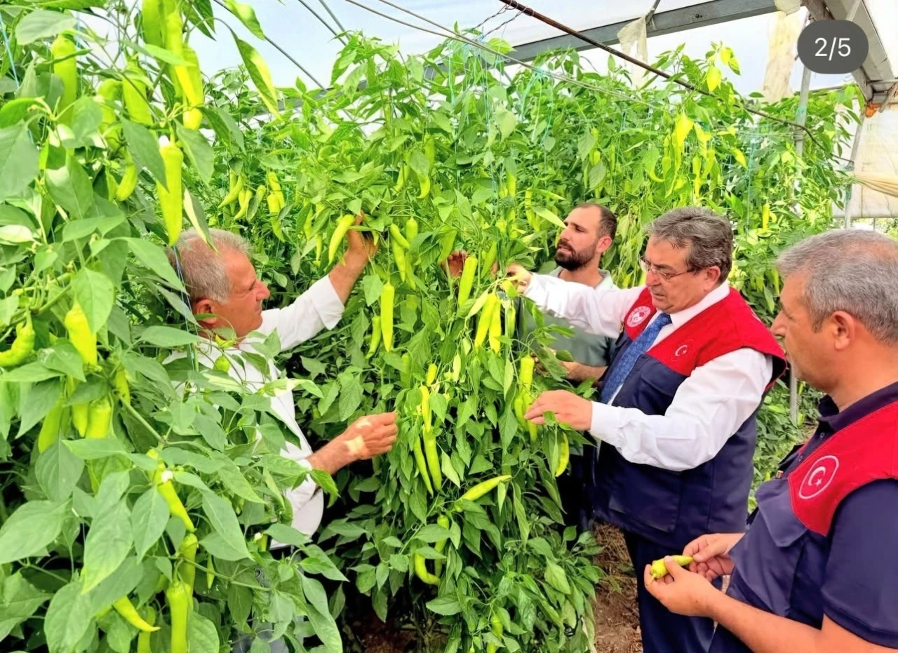Mersin&rsquo;de kapya biber &uuml;retimi yerinde incelendi
