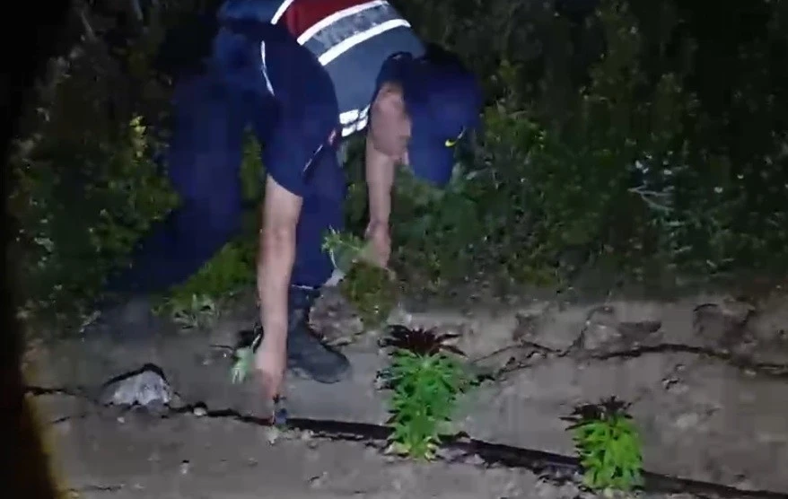 Mersin&rsquo;de ormanlık alana ekilen bin 500 k&ouml;k kenevir ele ge&ccedil;irildi

