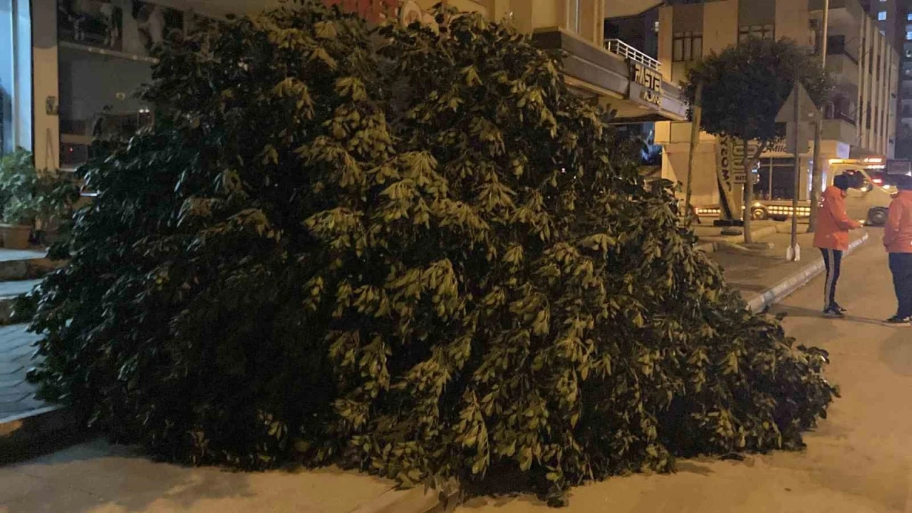 Mersin&rsquo;de şiddetli r&uuml;zgar ağa&ccedil;ları devirdi
