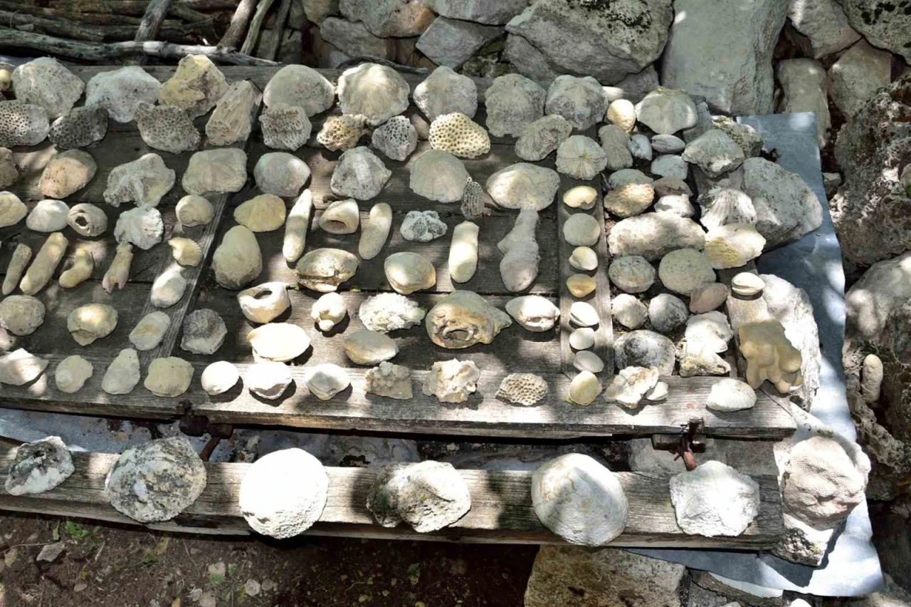 Mersin Mut’ta fosil araştırması
