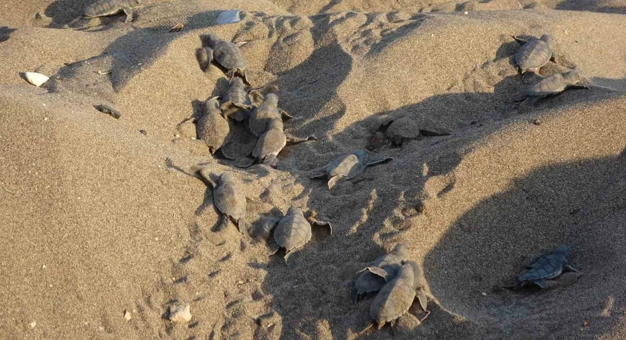 Mersin sahillerinde deniz kaplumbağalarının ilk yavruları Akdeniz’le buluştu

