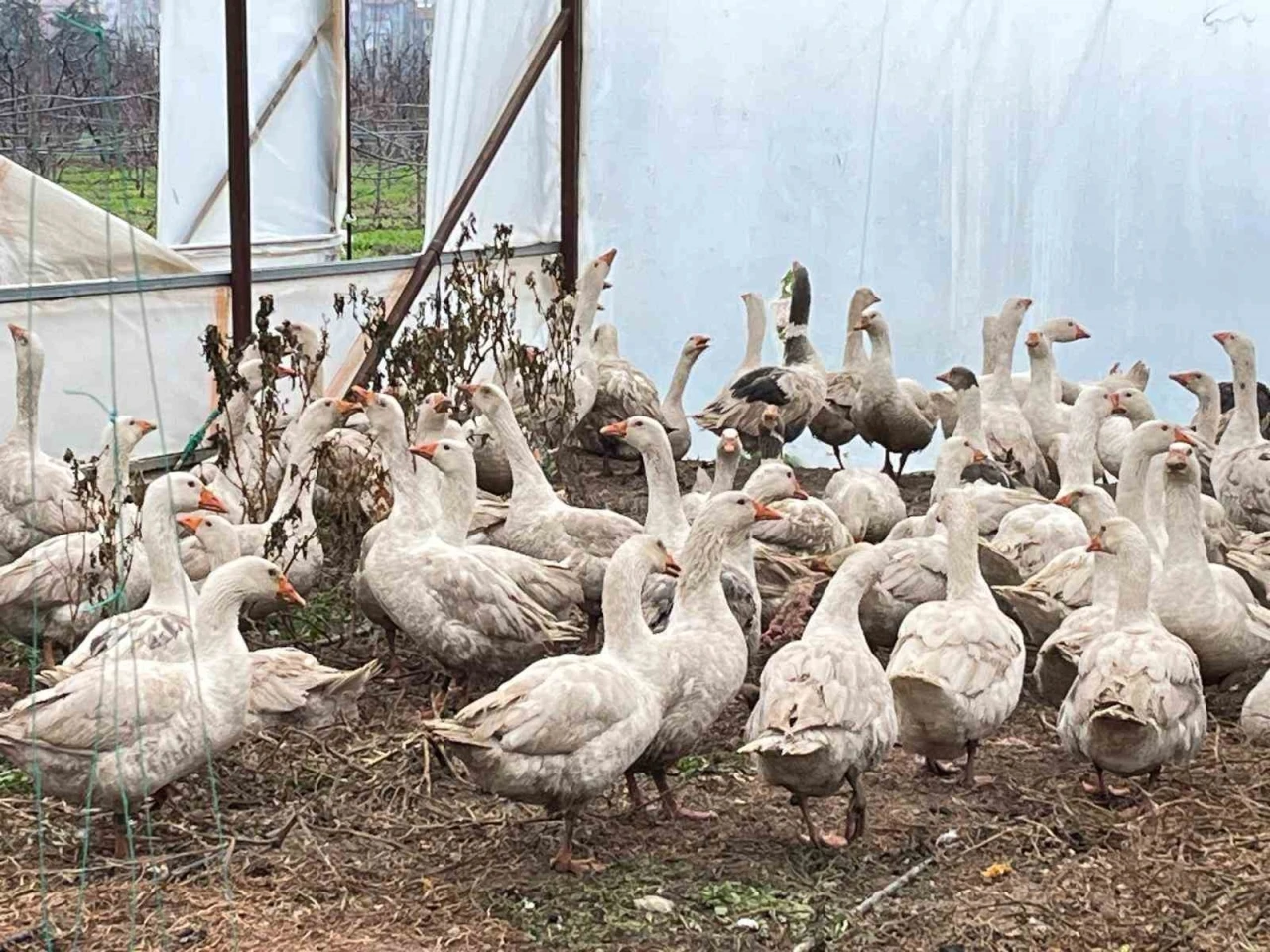 Meyve bah&ccedil;elerinde yabani otla m&uuml;cadelede kazlar sahaya indi
