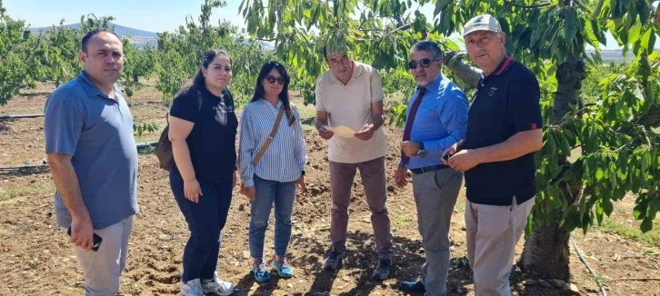 Mihalı&ccedil;&ccedil;ık kiraz bah&ccedil;eleri kontrol altında
