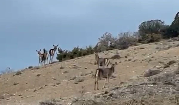 Mihalı&ccedil;&ccedil;ık&rsquo;ta ka&ccedil;ışan 10 geyik b&ouml;yle g&ouml;r&uuml;nt&uuml;lendi
