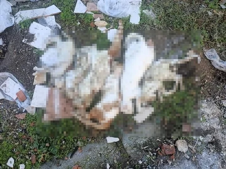 Milas’ta çöpte kedi ölüleri bulundu