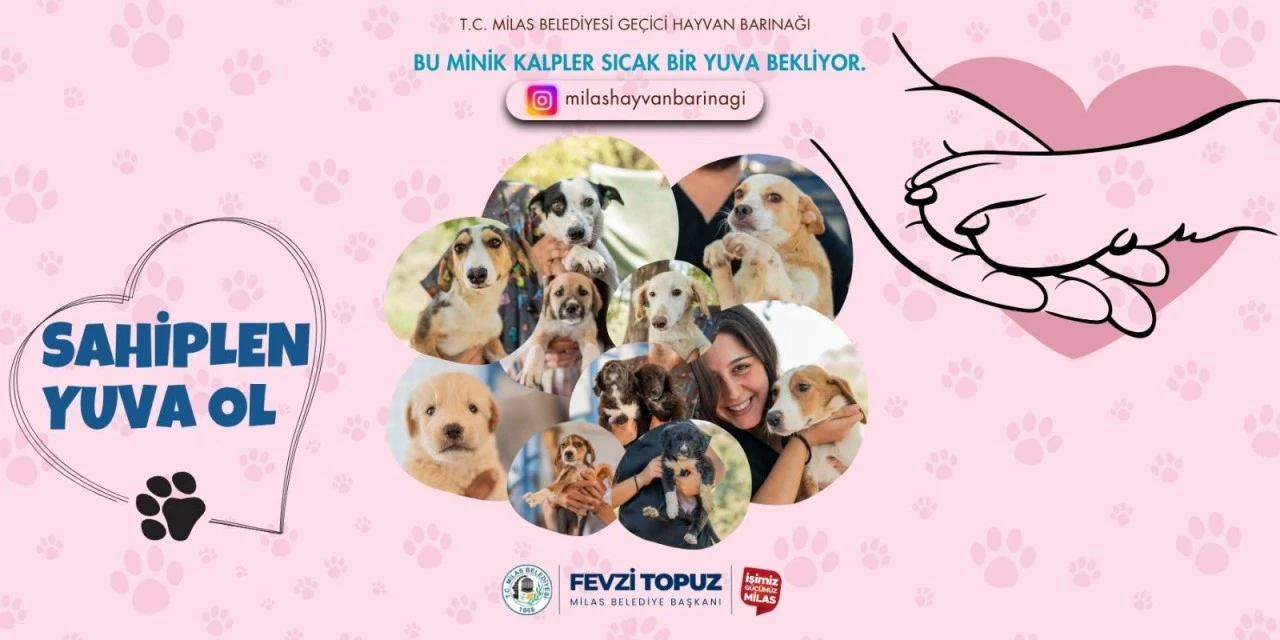 Milas’ta Sokak Hayvanları İçin Sıcak Yuva Projesi