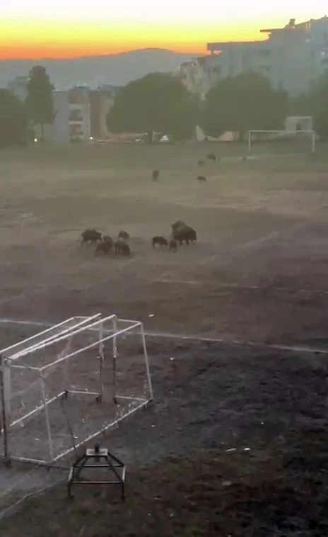 Milas&rsquo;ta yaban domuzları futbol sahasını mesken tuttu
