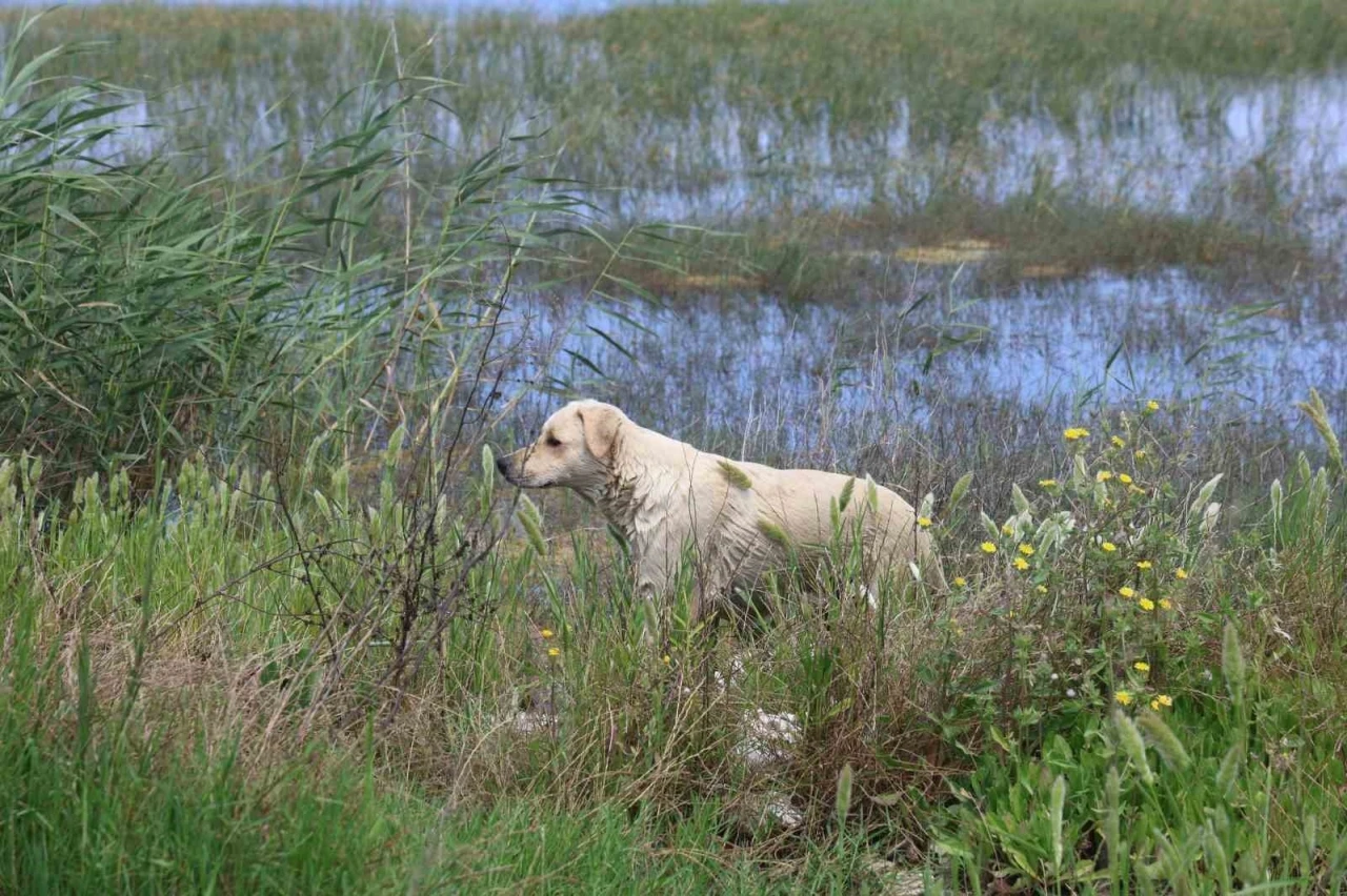 Milleyha Sulak Alanına 5 yavru k&ouml;peği bırakan 2 şahsa 540 bin TL para cezası uygulandı
