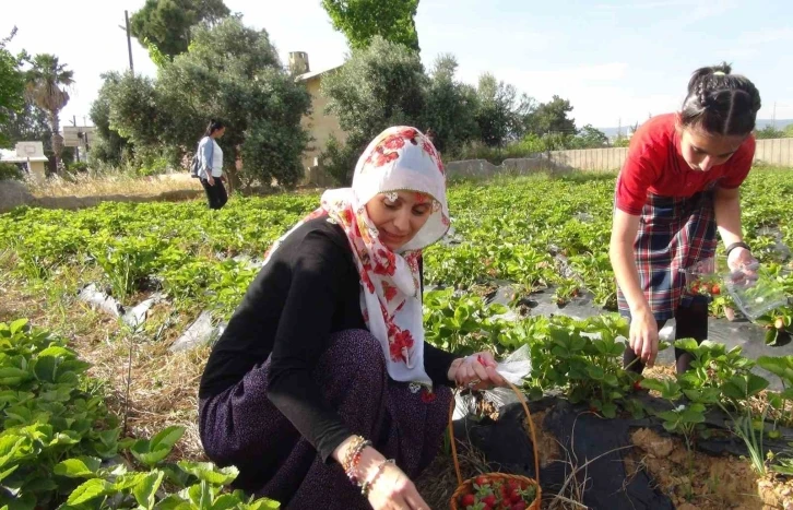 Milli Eğitim Müdürü şalvar giydi, yazma taktı, öğrencilerle birlikte çilek hasat etti
