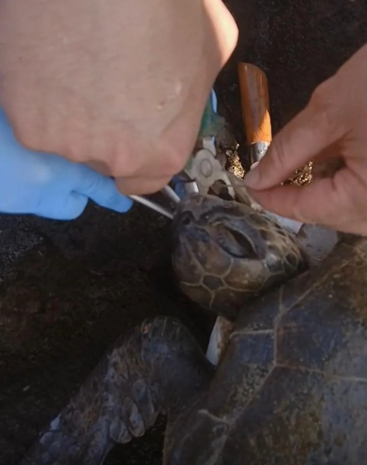 Misina yutan caretta ekiplerin müdahalesiyle hayata döndü
