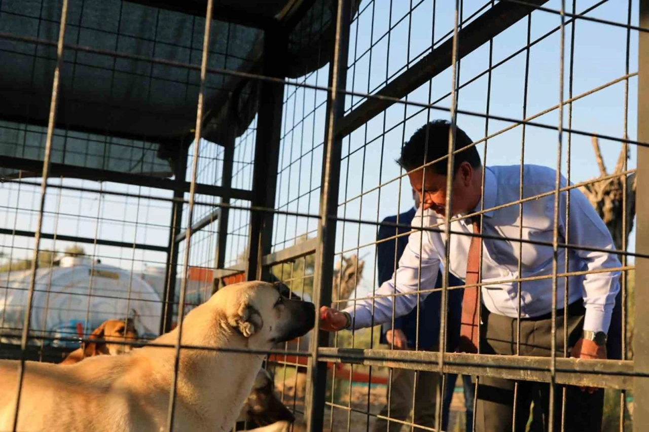 Muğla B&uuml;y&uuml;kşehir 4 bin 34 can dostu sahiplendirdi
