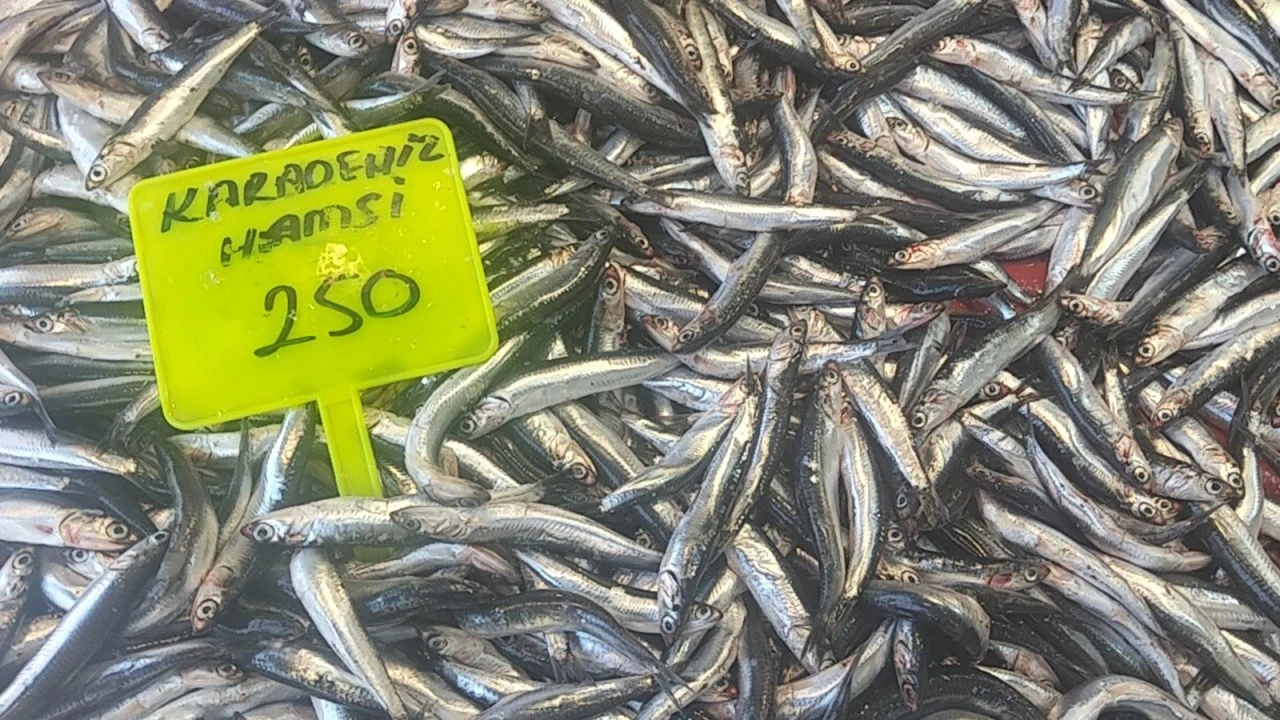 MUĞLA'DA HAMSİ SEZONU BAŞLADI