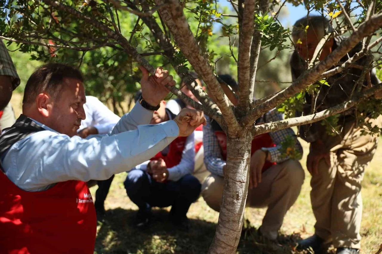 MUĞLA'DA SAKIZ HASADI YAPILDI