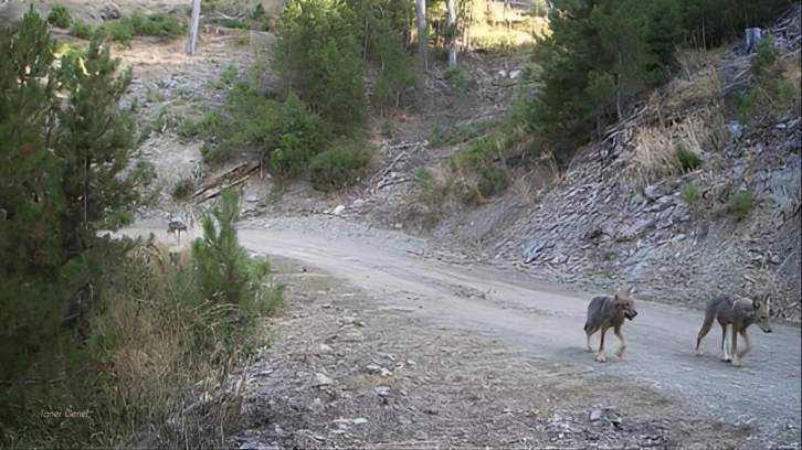 Muğla'da yaban hayatı foto kapanlarla görüntülendi