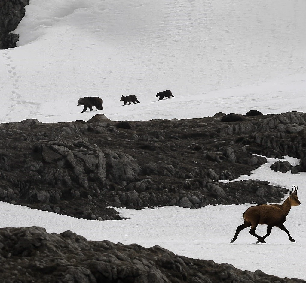 Munzur Dağı’nda nefes kesen anlar: Boz ayıdan kaçan dağ keçileri kamerada